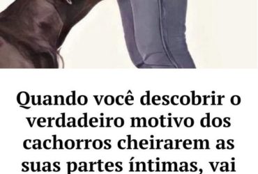 por que os cães cheiram as nossas partes íntimas