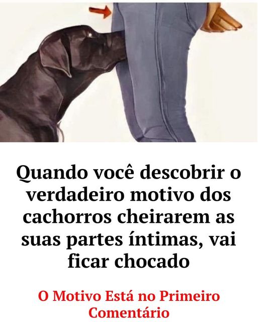 por que os cães cheiram as nossas partes íntimas