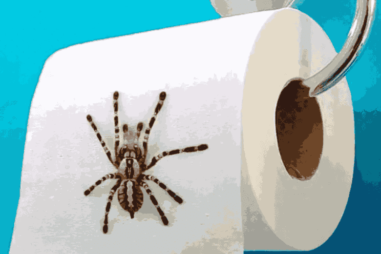 como afastar aranhas de casa