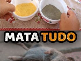 como eliminar ratos e baratas com apenas 2 ingredientes