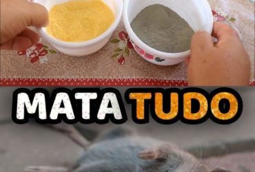 como eliminar ratos e baratas com apenas 2 ingredientes