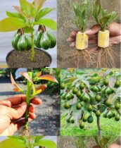 Cultivando Abacate: Melhor Truque para Brotar e Cultivar