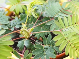 mimosa pudica