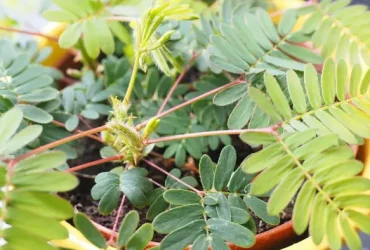 mimosa pudica