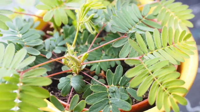 mimosa pudica