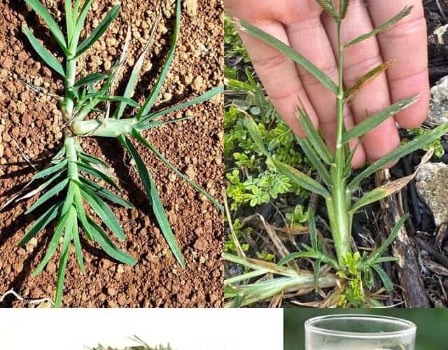 o capim pé de galinha