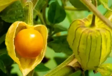 physalis peruviana