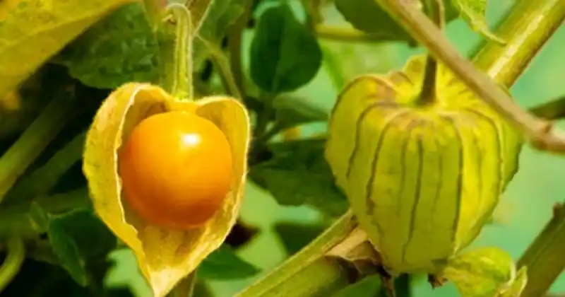 physalis peruviana