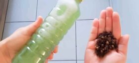 Repelente Natural para Pets: Evite Xixi com Receita Caseira