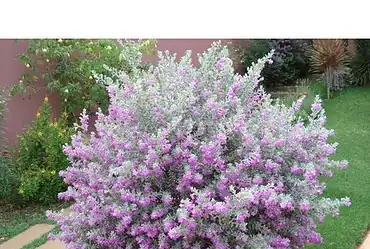 s chuva de prata rosa flor