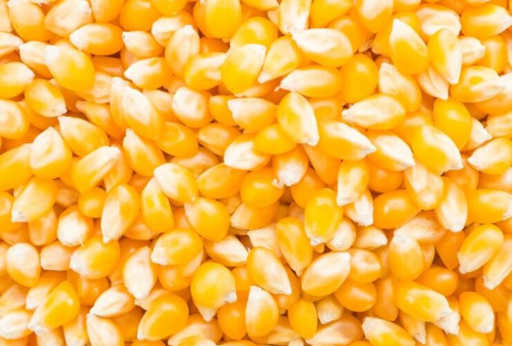 sementes de milho verde