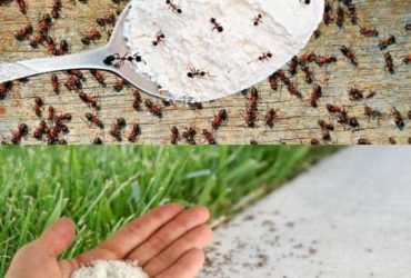 truque simples para acabar com as formigas em casa!