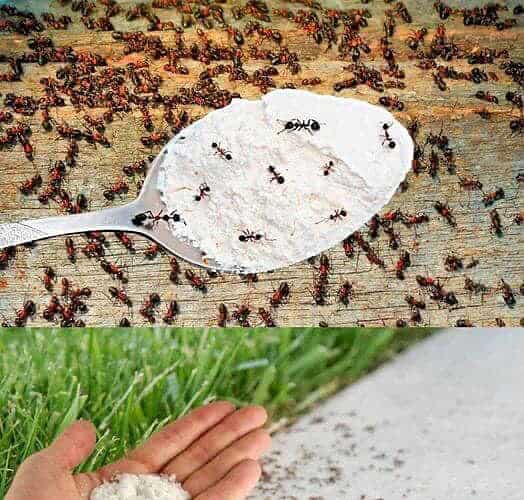 truque simples para acabar com as formigas em casa!