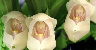 anguloa uniflora