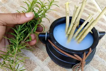 aromatizador de ambiente caseiro – canal loucos das plantas