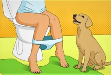cachorro vai sempre ao banheiro