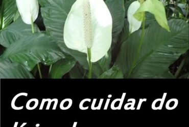 como cuidar de um lírio da paz
