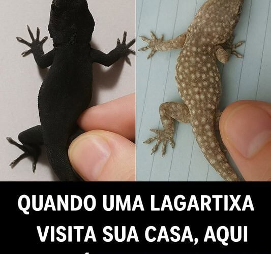 O Significado Espiritual de uma Lagartixa na Sua Casa!