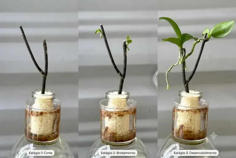 Manter sua Orquídea Florindo