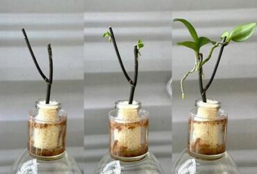 a orquídea brota no galho e floresce