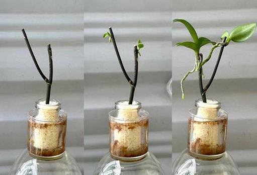a orquídea brota no galho e floresce