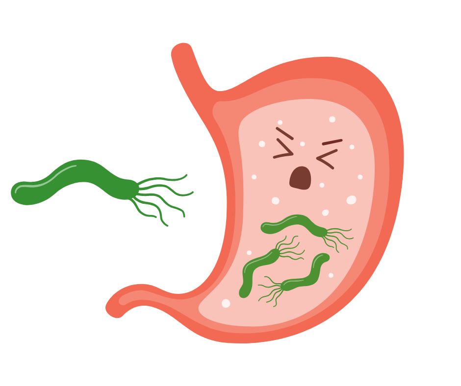 bactéria h. pylori