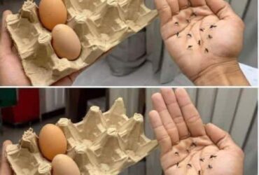 caixas de ovos!