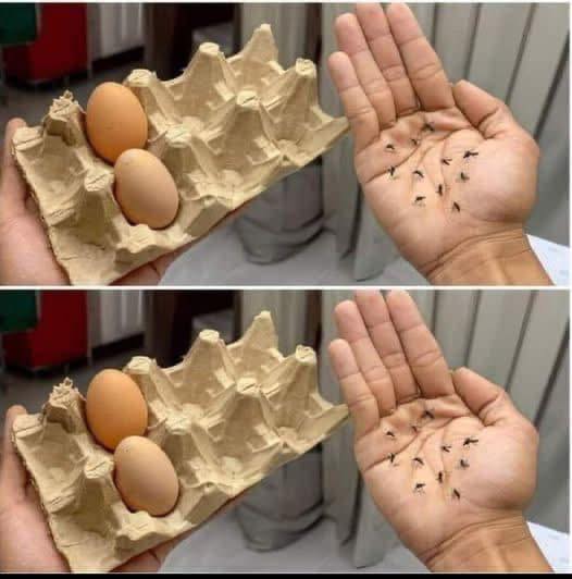 caixas de ovos!