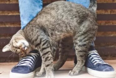 gatos