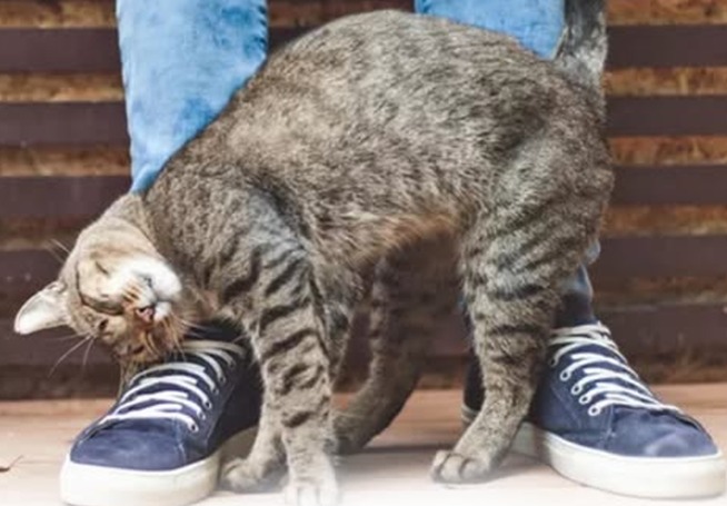 gatos