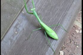 Significado Especial de Encontrar Louva-a-Deus: Descubra Agora!