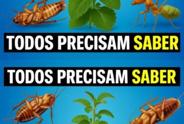 repelente caseiro natural contra baratas
