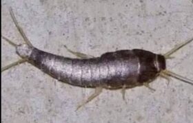 Inseto em casa: descubra o significado disso!