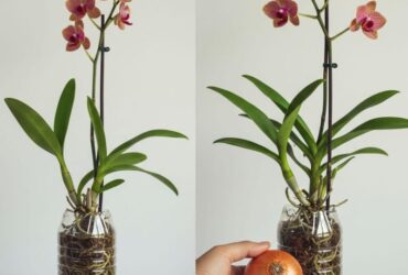 apenas 1 cebola! e a orquídea floresce o ano todo