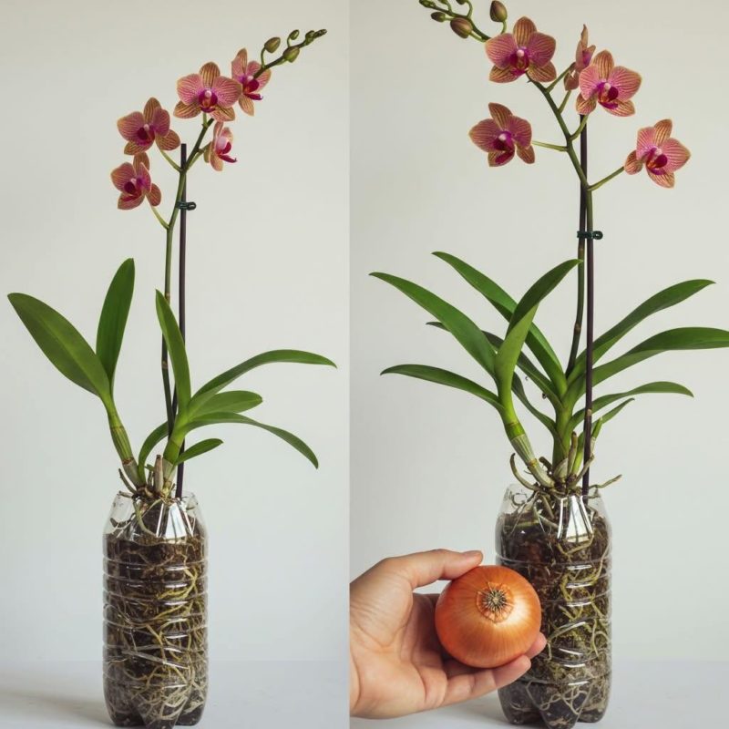 apenas 1 cebola! e a orquídea floresce o ano todo