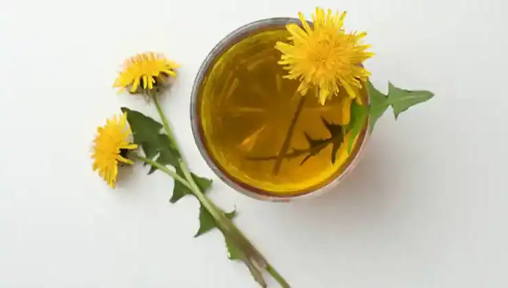 chá de dente de leão