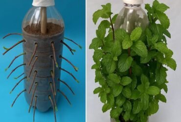 cultivar hortelã o ano todo