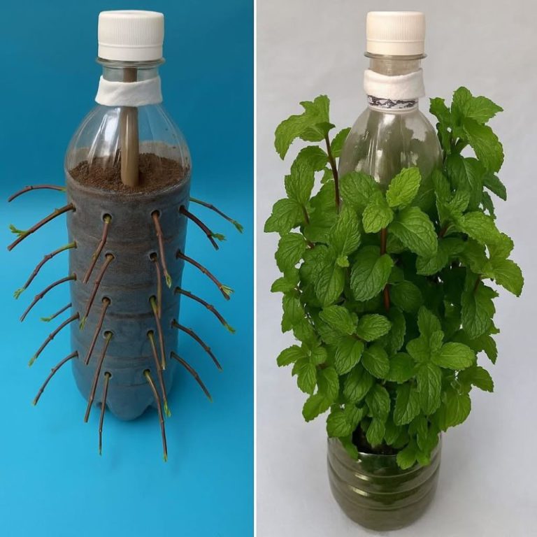 cultivar hortelã o ano todo