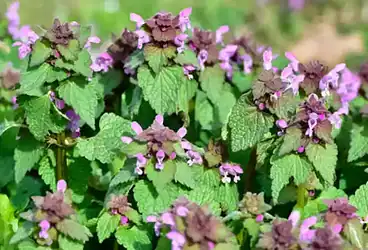 lamium purpureum
