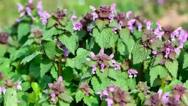 lamium purpureum