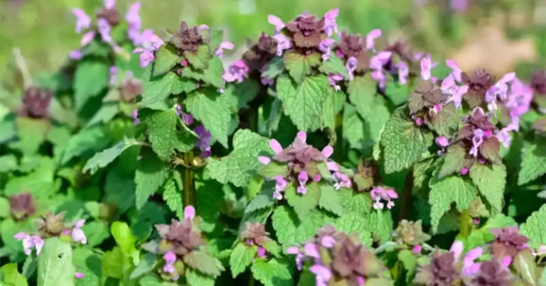 lamium purpureum