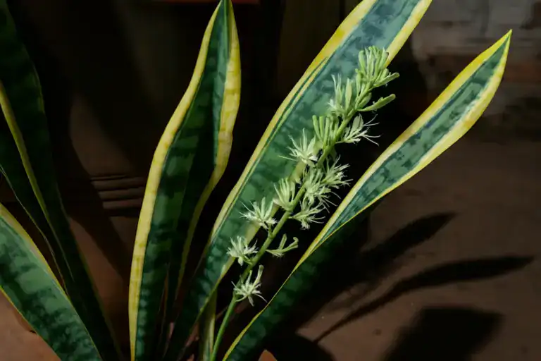 Planta Língua de Sogra (Sansevieria trifasciata) com flores brancas em vaso de barro, em ambiente rústico e iluminado.