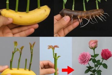 multiplique rosas com banana