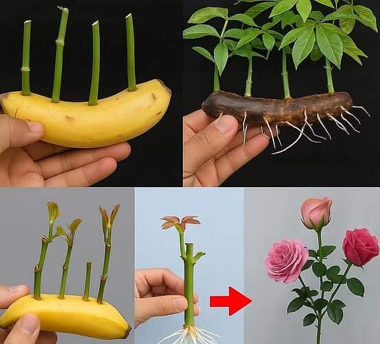 multiplique rosas com banana