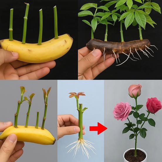 multiplique rosas com banana