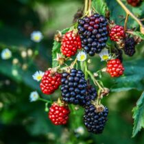 Plantar Amora: Guia Prático para Cultivar em Casa