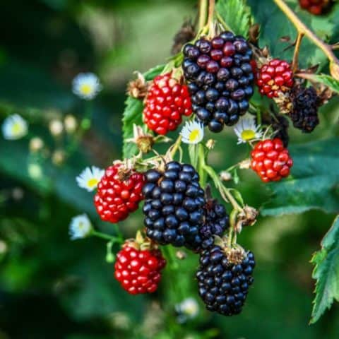 Plantar Amora: Guia Prático para Cultivar em Casa