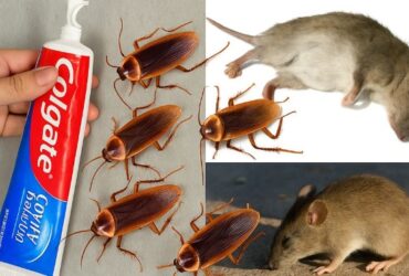 rato