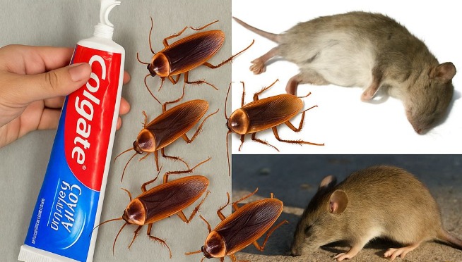 rato