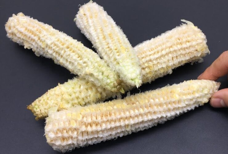 sabugo das espigas de milho